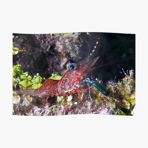 Mini shrimp Poster
