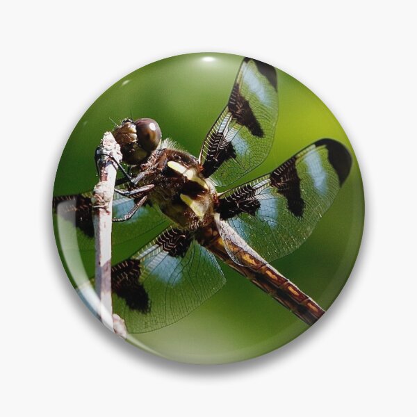 Item preview, Dragonfly designed and sold by BRENDA DOHERTY.