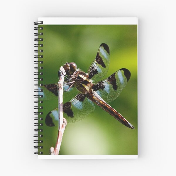 Item preview, Dragonfly designed and sold by BRENDA DOHERTY.