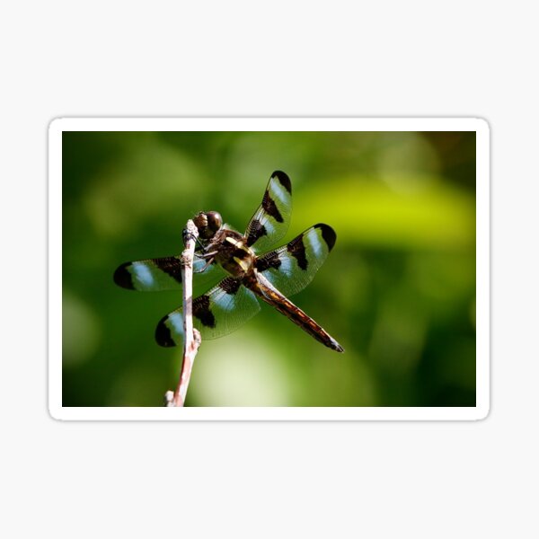 Dragonfly Sticker
