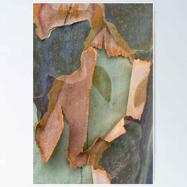 Bark Art 3 Poster