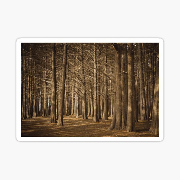 Cypress Grove Forest Sticker