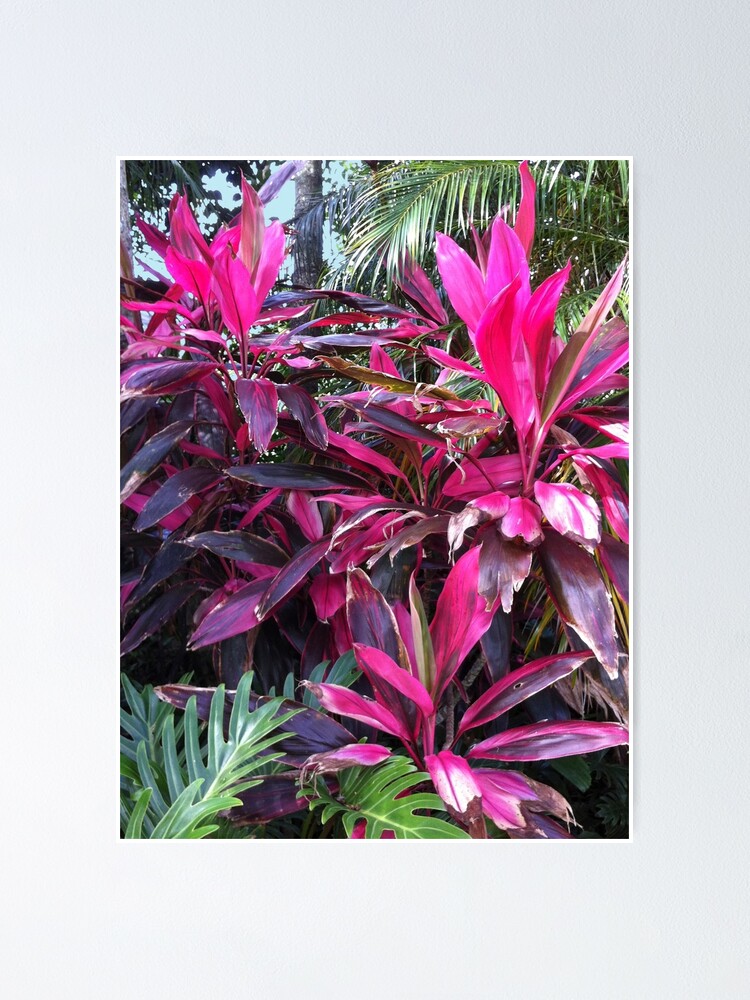 Póster «Hojas de rosa. Planta tropical fucsia» de KarenZuk | Redbubble