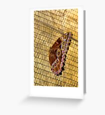 Butterfly with 16 eyes in Mindo? Greeting Card