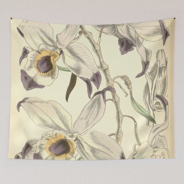 Item preview, Dendrobium falconeri Curtis' 82 (Ser. 3 no. 12) pl. 4944 (1856) designed and sold by EsotericBotanic.
