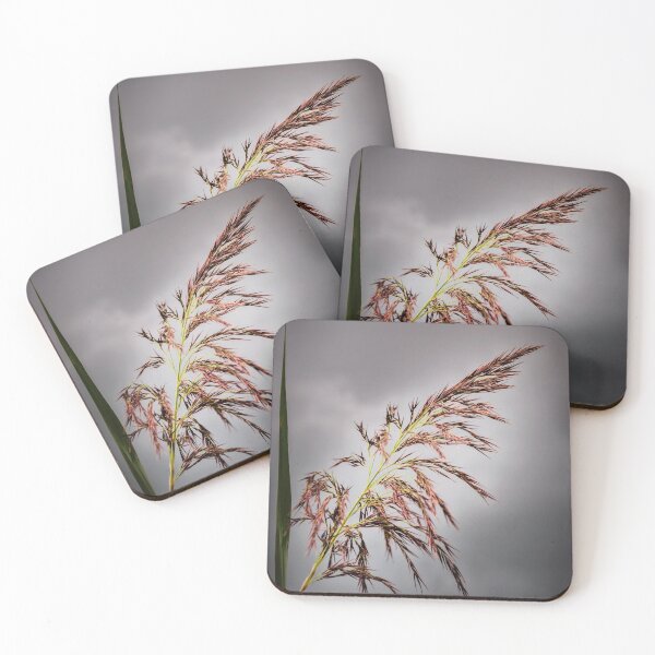 Item preview, Common reed  designed and sold by JEZ22.