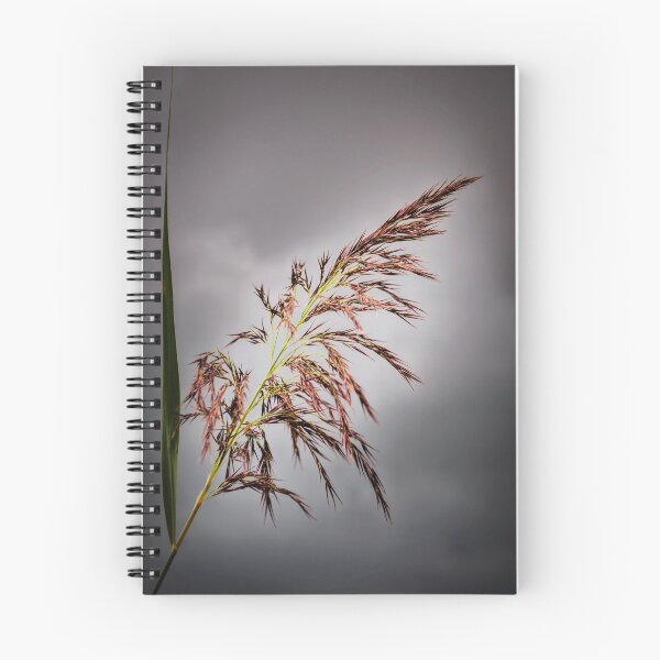 Item preview, Common reed  designed and sold by JEZ22.