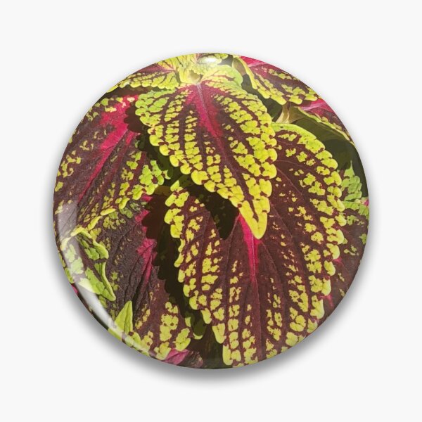 Item preview, Coleus Shrubs Western New York  designed and sold by Kaushal Pal.