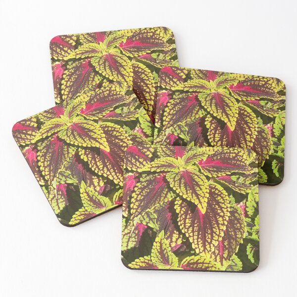 Item preview, Coleus Shrubs Western New York  designed and sold by Kaushal Pal.