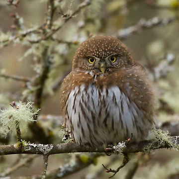 Artwork thumbnail, Owl by Bill Rockenbeck
