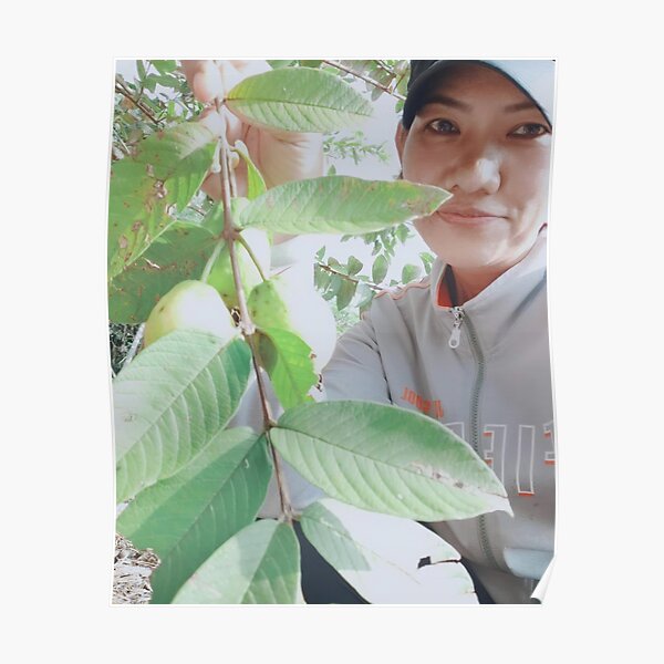 Guava tree with guava fruit Poster