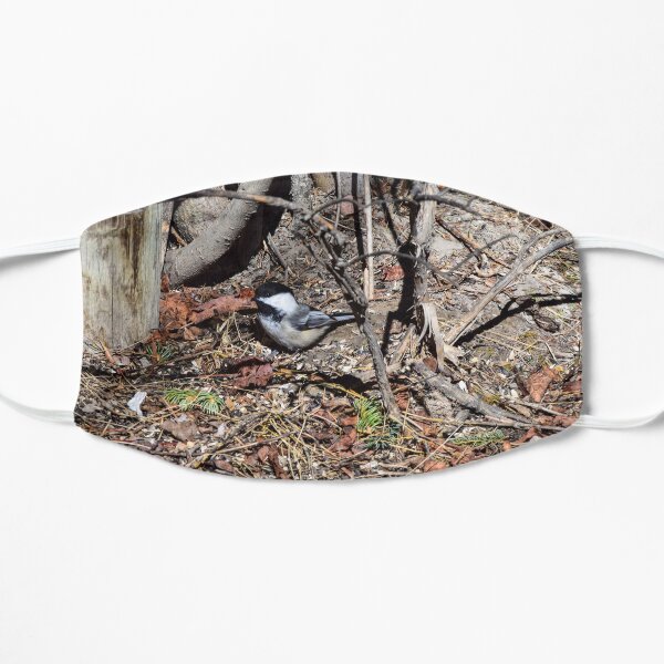 Foraging Chickadee. Mask