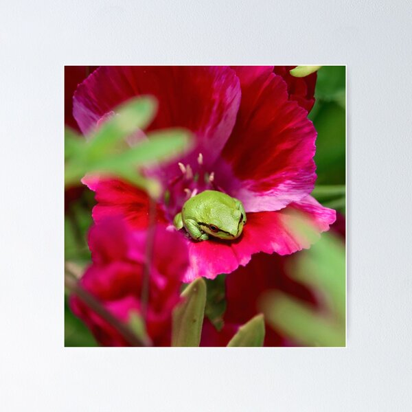 Item preview, Froggy Flower Bed designed and sold by KsbAesthetics.
