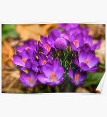 Art Of the Crocus 8 Poster