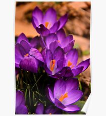 Art Of the Crocus 3 Poster