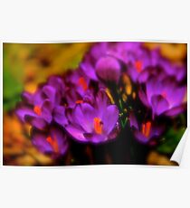 Art Of the Crocus 1 Poster