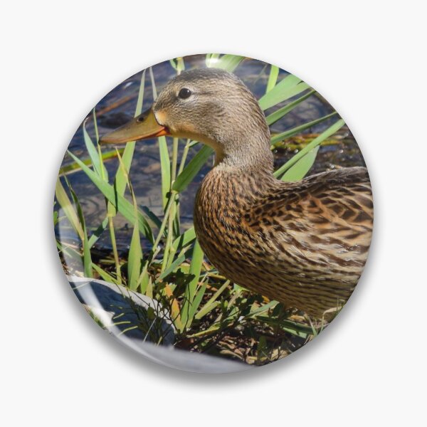 Item preview, Female Duck on the Shoreline. designed and sold by CanadianWild418.