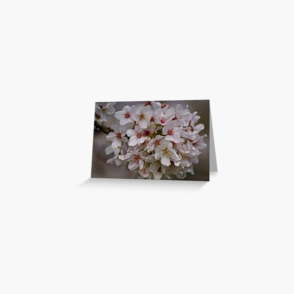Item preview, Cherry Blossom '14 designed and sold by Sue Morgan.