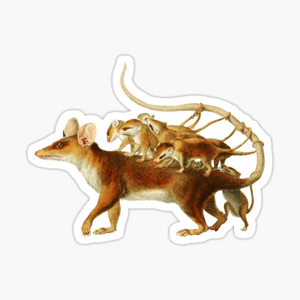 Item preview, Vintage Drawing of Opossum Family designed and sold by Darwin F.
