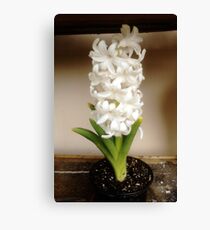 bloom! Canvas Print