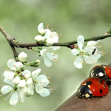 Artwork thumbnail, Spring by Gilberte