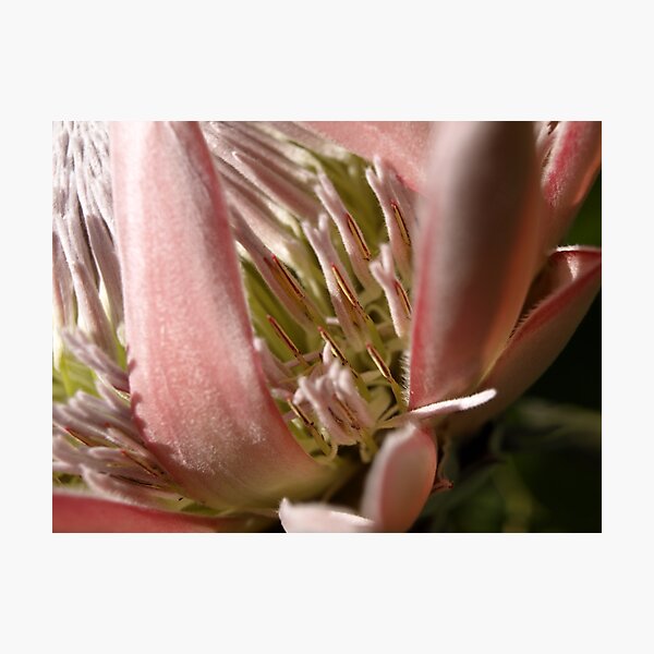 King Protea flower 1 Photographic Print