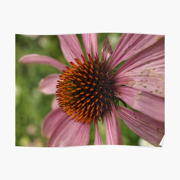 spiky orange pink flower Poster