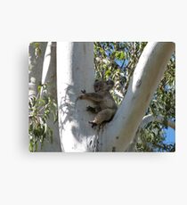 Koala Sleeping in a Tall Gum Tree Leinwanddruck