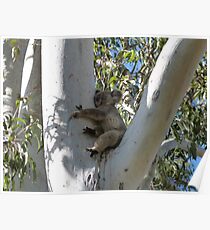 Koala Sleeping in a Tall Gum Tree Poster