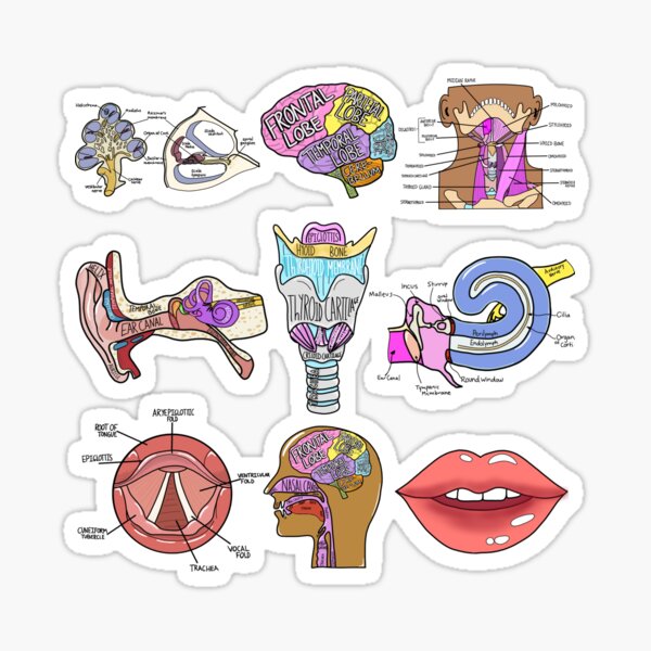 Everything Speech Sticker