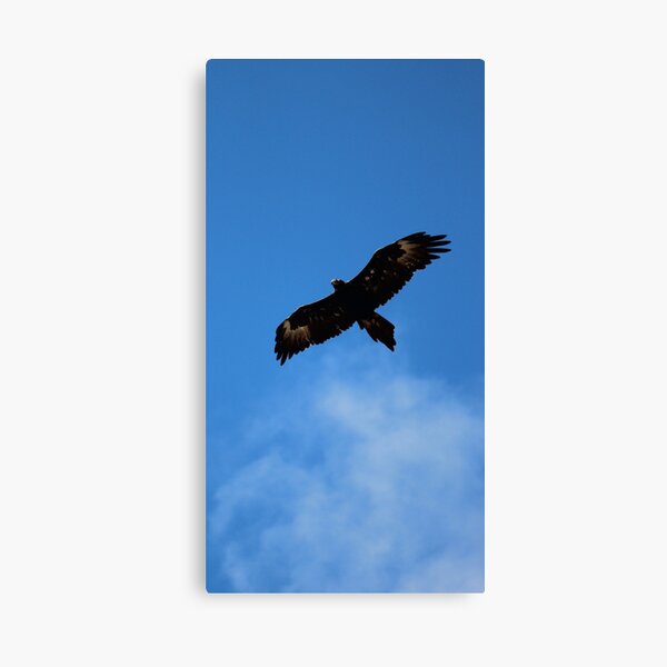 wedge-tailed eagle at FORTH Canvas Print