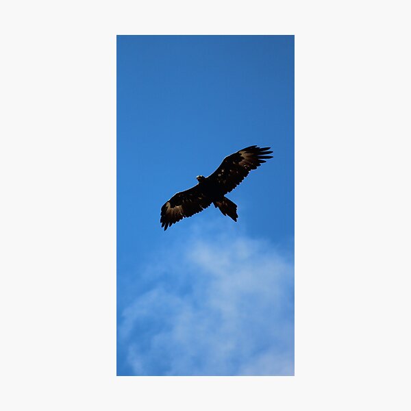 wedge-tailed eagle at FORTH Photographic Print