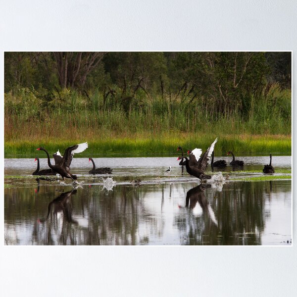 Item preview, Swan Territorial Warfare designed and sold by byronbackyard.