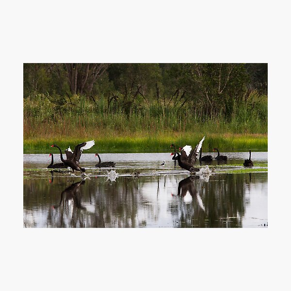 Item preview, Swan Territorial Warfare designed and sold by byronbackyard.