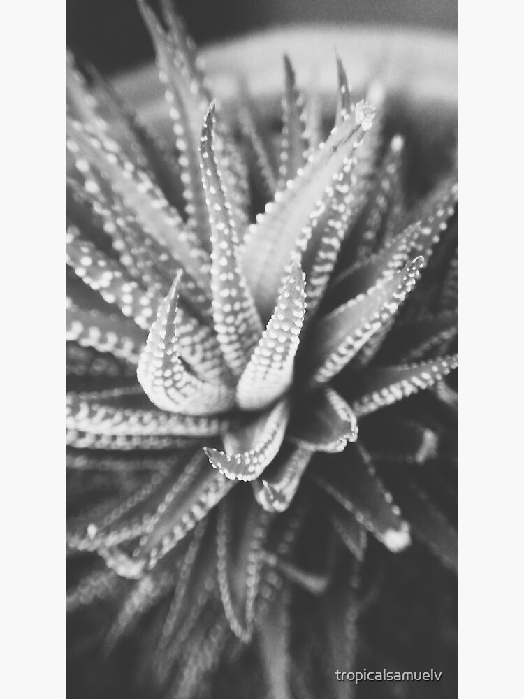 Cactus Species by tropicalsamuelv