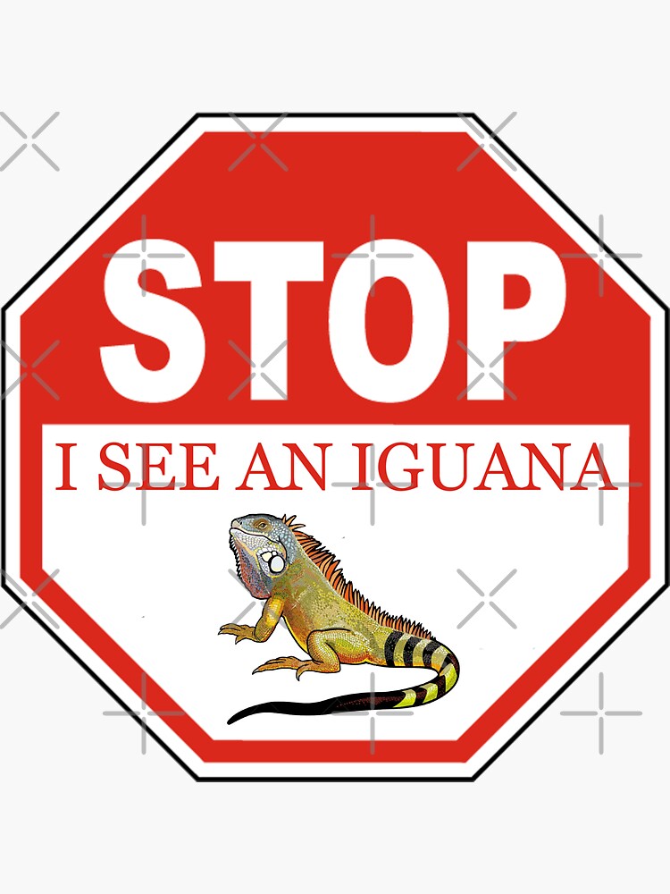 Stop I See a Green Iguana in the Florida Keys by KeysTreasures