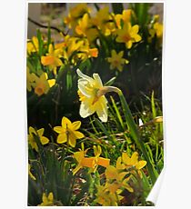 Surrounded By Spring Poster