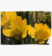 Golden Daffodils Poster