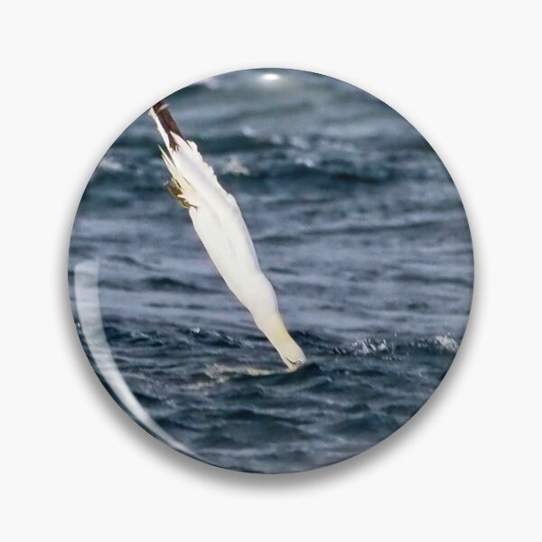 Item preview, A gannet at Cantick Head on Hoy designed and sold by Alan Mackinnon.