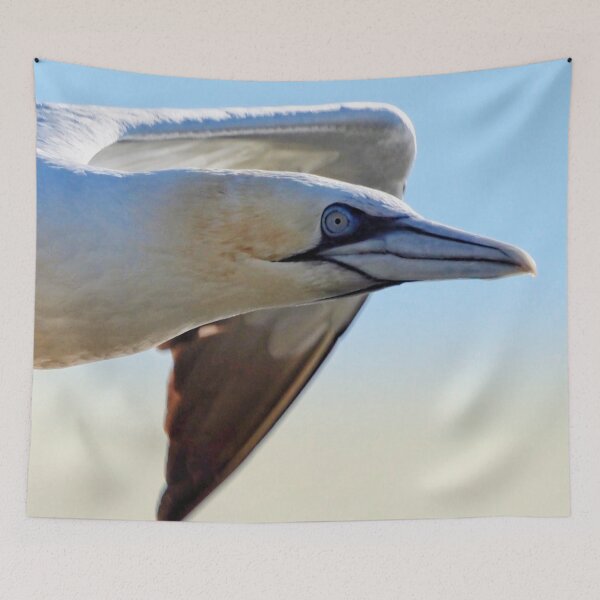 Item preview, A gannet at Cantick Head on Hoy designed and sold by Alan Mackinnon.