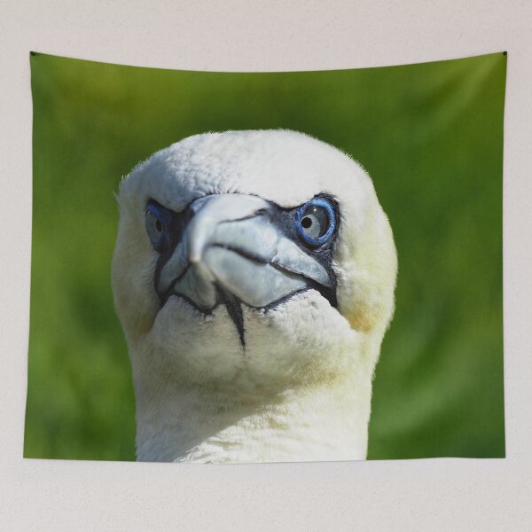 Item preview, A gannet at Cantick Head on Hoy designed and sold by Alan Mackinnon.