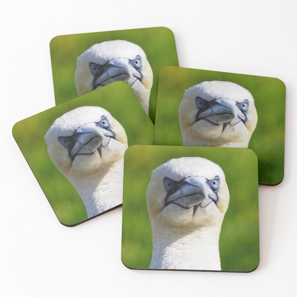 Item preview, A gannet at Cantick Head on Hoy designed and sold by Alan Mackinnon.