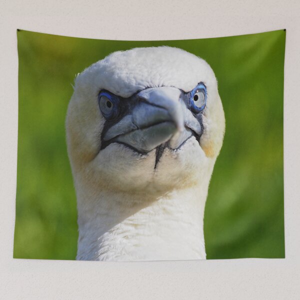 Item preview, A gannet at Cantick Head on Hoy designed and sold by Alan Mackinnon.