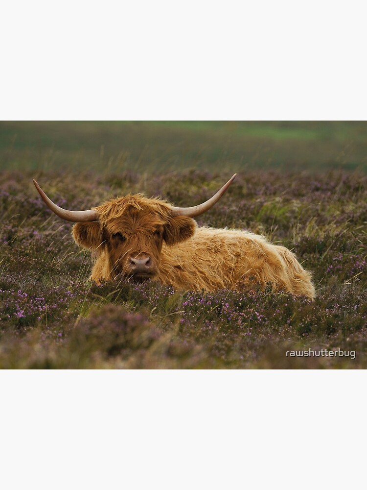 Highland Cow Wrapping Paper by rawshutterbug