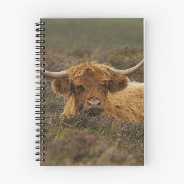 Item preview, Highland Cow Resting Among The Heather designed and sold by rawshutterbug.