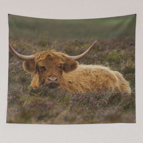 Item preview, Highland Cow Resting Among The Heather designed and sold by rawshutterbug.