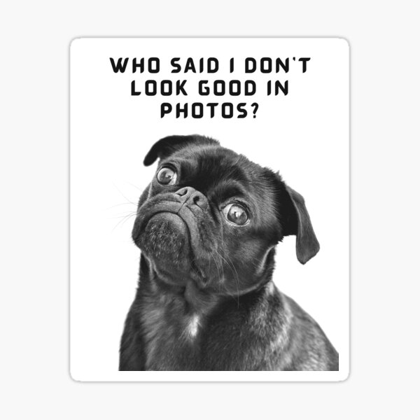 who-said-i-don-t-look-good-in-photos-adopt-a-dog-sticker-for-sale-by