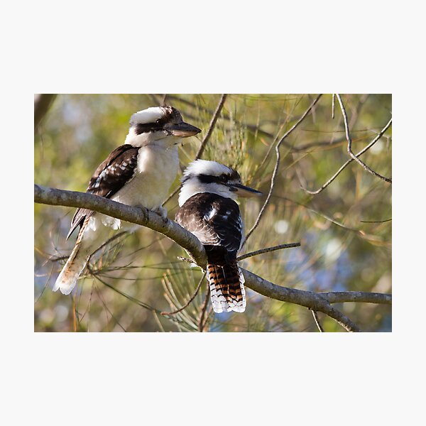 The Sentinels Photographic Print
