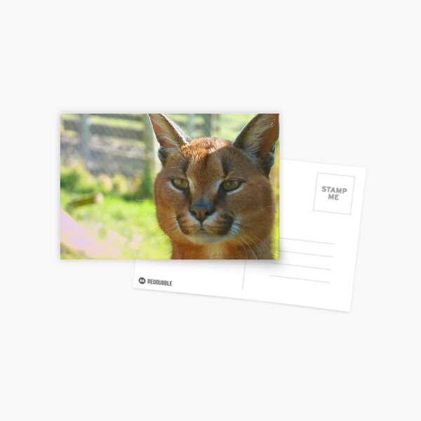 Caracal Postcard