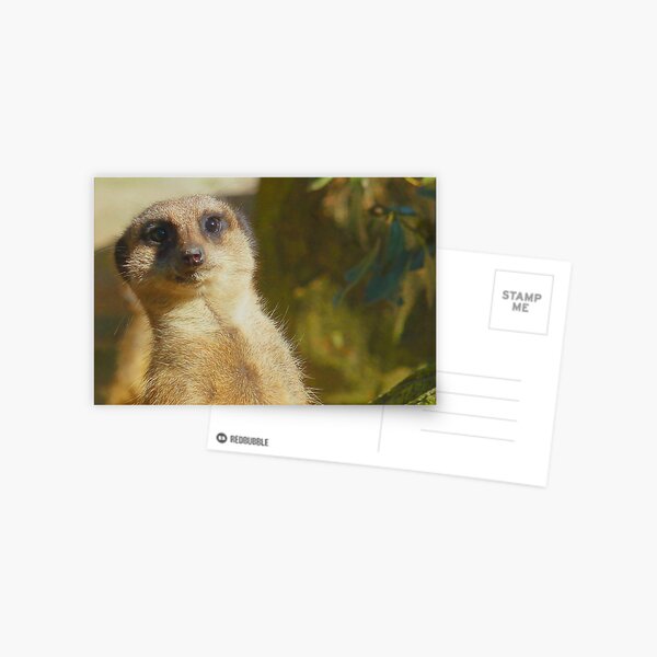 Meerkat Postcard